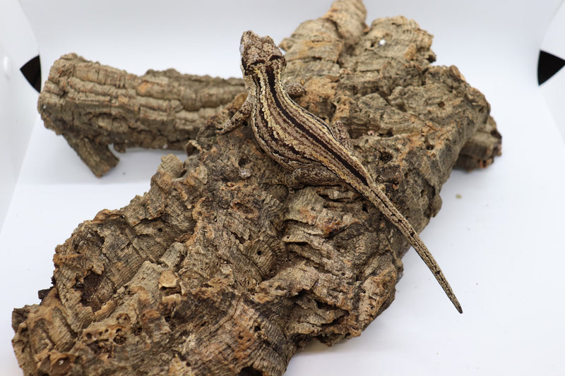 Gargoyle Gecko - GF12-20