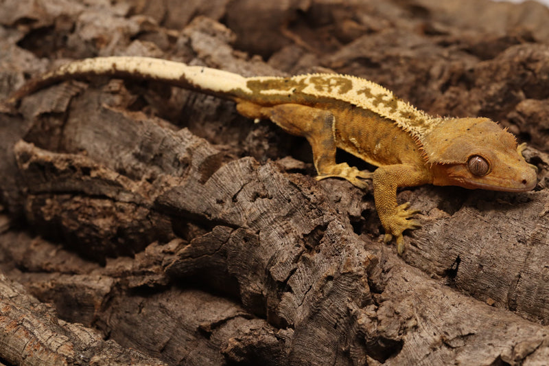 Crested Gecko - Male