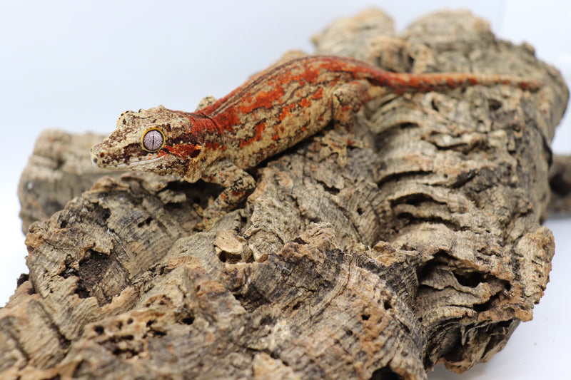 Gargoyle Gecko - GF5-20