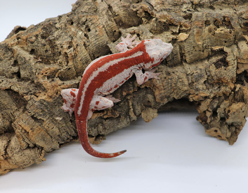 Gargoyle Gecko - GM1-20