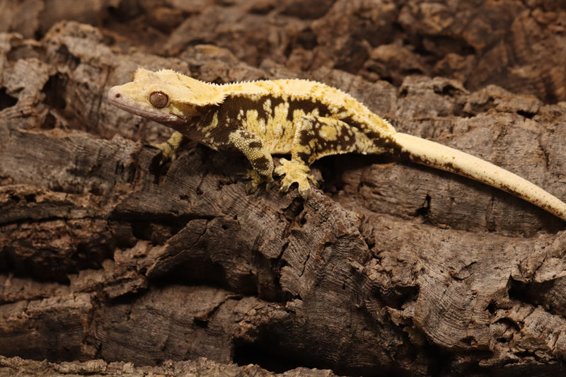 Crested Gecko - Tricolor Female
