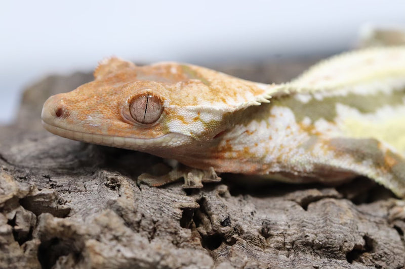 Crested Gecko - Lilly White Male