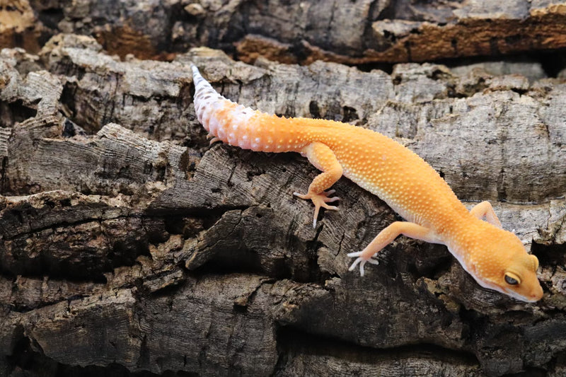 Tangerine Leopard Gecko - Roberson Reptiles