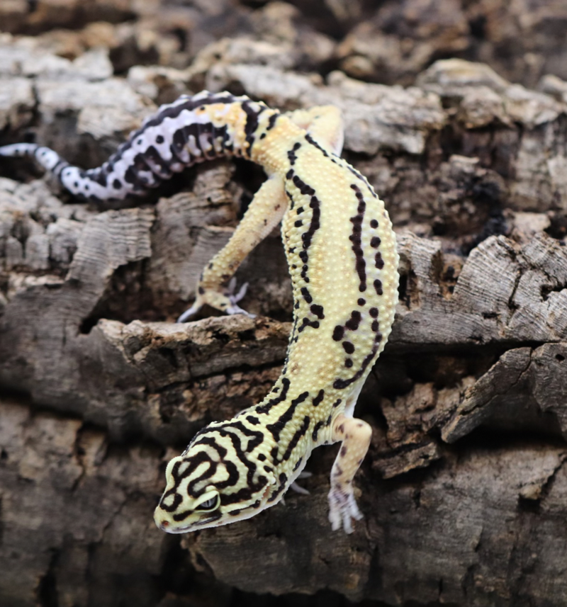 Tangerine Bold Leopard Gecko - Roberson Reptiles