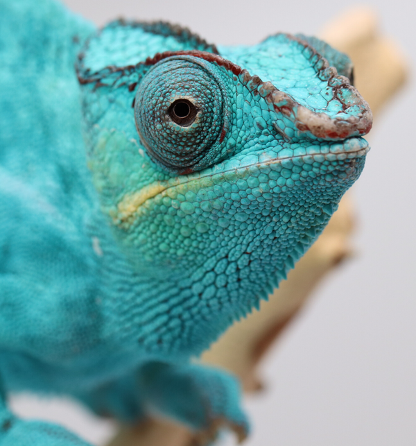 Nosy Be Panther Chameleon
