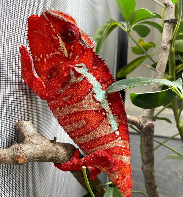 Ambilobe Panther Chameleon Babies for Sale