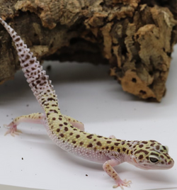 Leopard Gecko - 10 pack