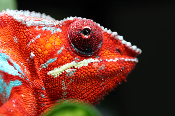 Ambilobe Panther Chameleon Babies for Sale