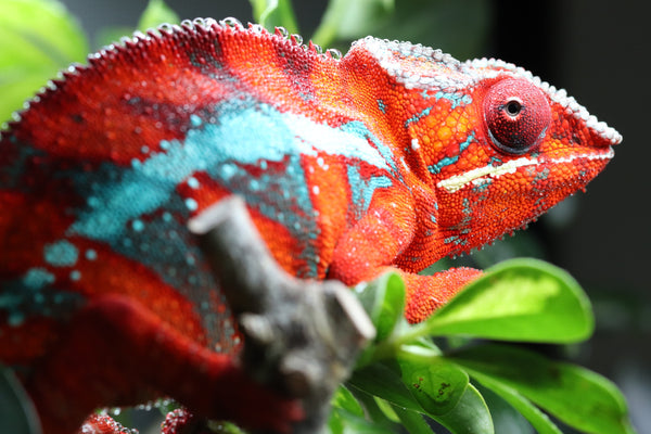Ambilobe Panther Chameleon Babies for Sale