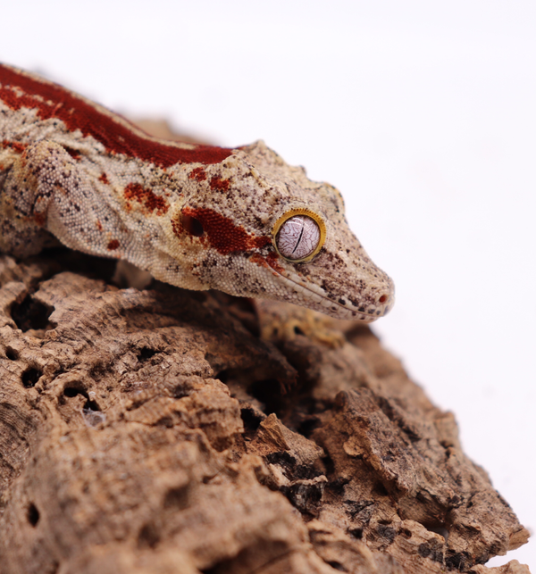 Reticulated Female Gargoyle Breeder