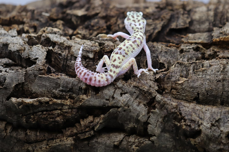 TUG Snow Leopard Gecko