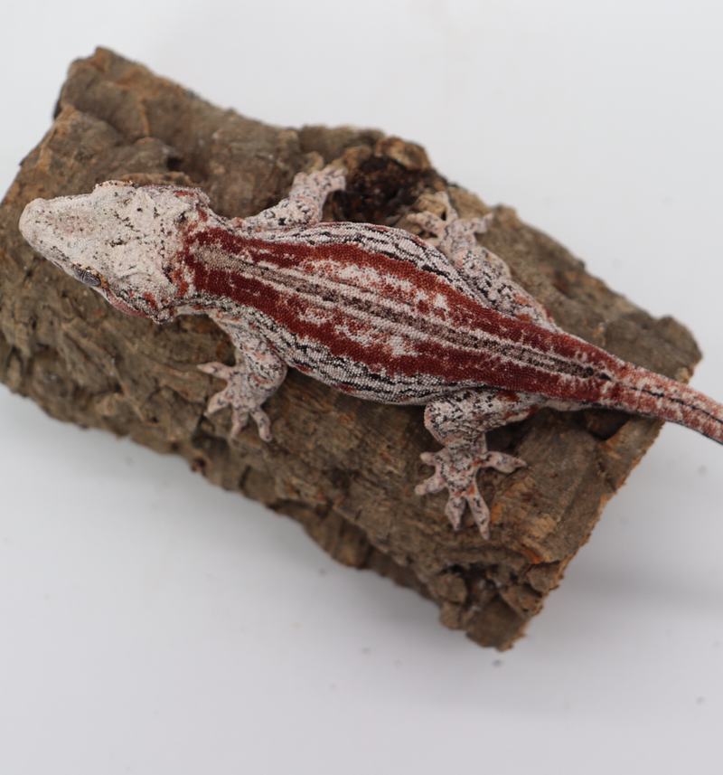 Striped Female Gargoyle Breeder