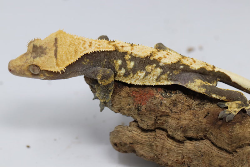 Crested Gecko - Male