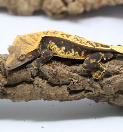 Crested Gecko - Male