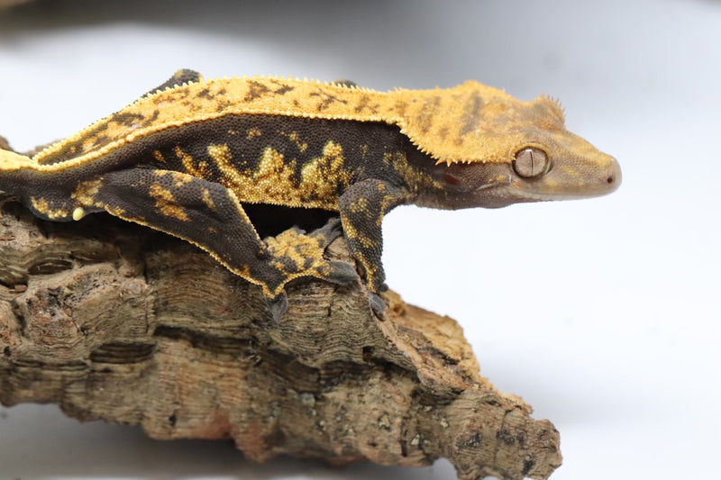 Crested Gecko - Male