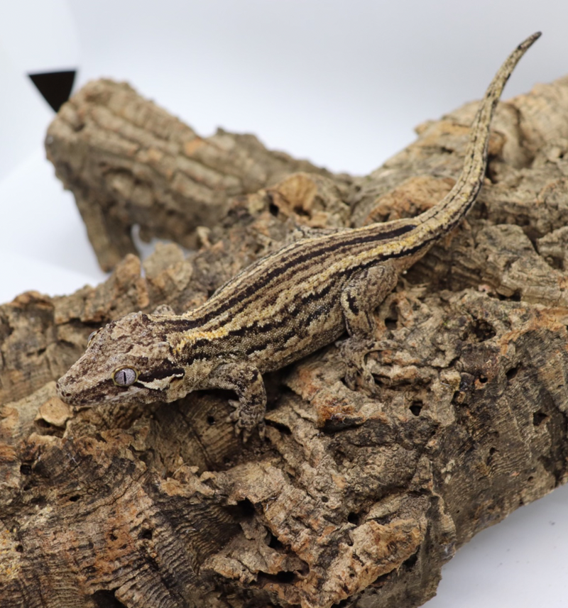 Gargoyle Gecko - GF11-20