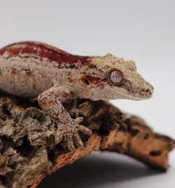 Striped Female Gargoyle Breeder