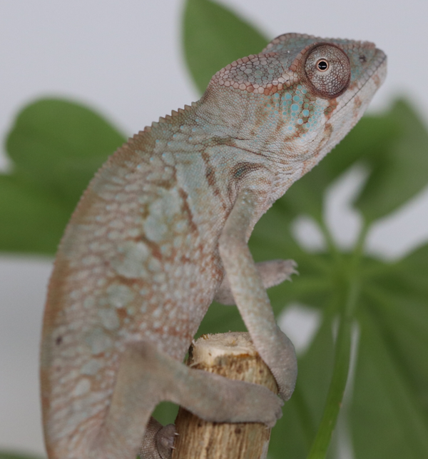 Female Panther Chameleon - 10 pack - Roberson Reptiles