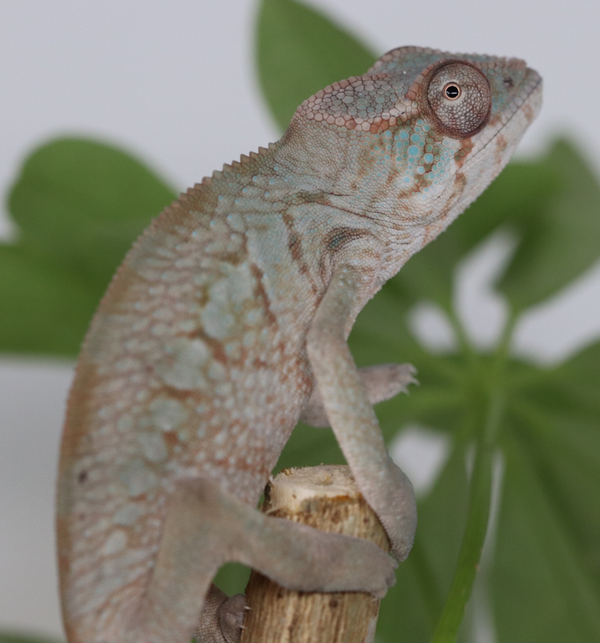 Female Panther Chameleon - 10 pack