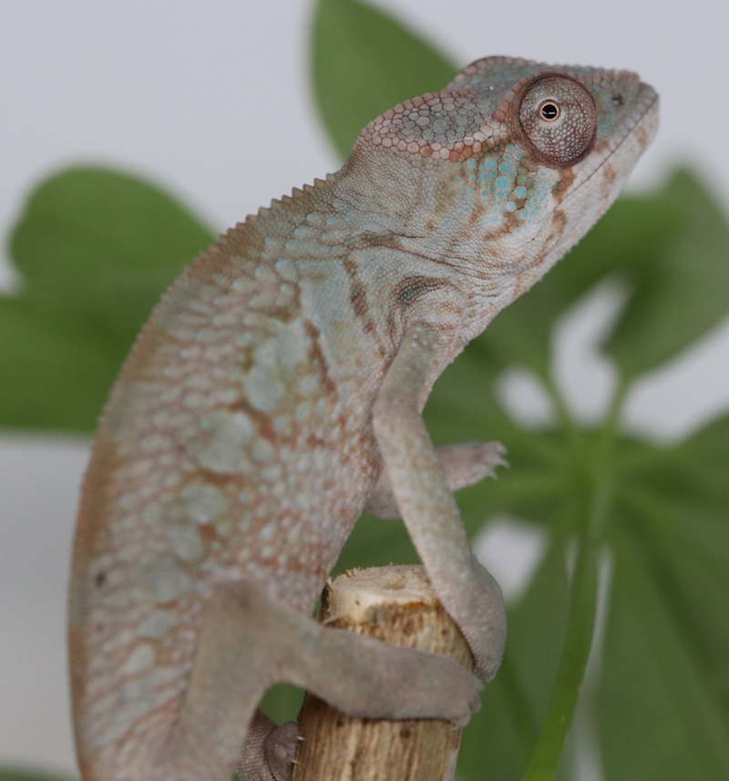 Female Panther Chameleon - 10 pack - Roberson Reptiles