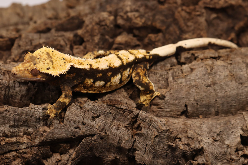 Crested Gecko - Tricolor Female