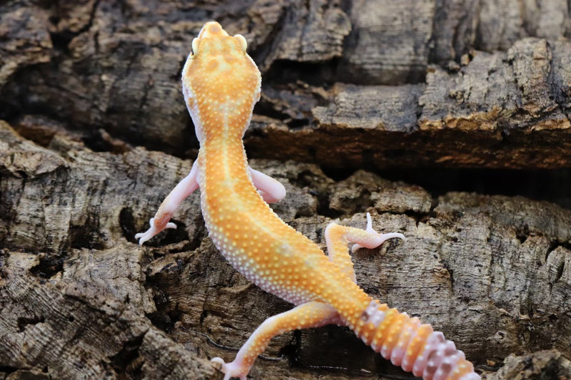WY Tangerine Leopard Gecko