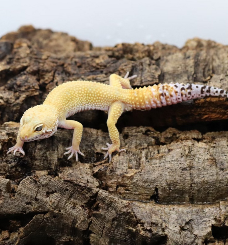 Tangerine Leopard Gecko - Roberson Reptiles