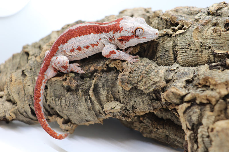 Gargoyle Gecko - GM1-20
