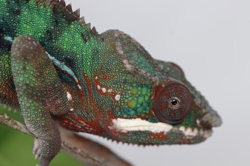 Male Ambilobe Panther Chameleon for sale