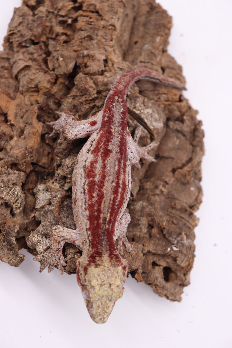 Striped Female Gargoyle Breeder