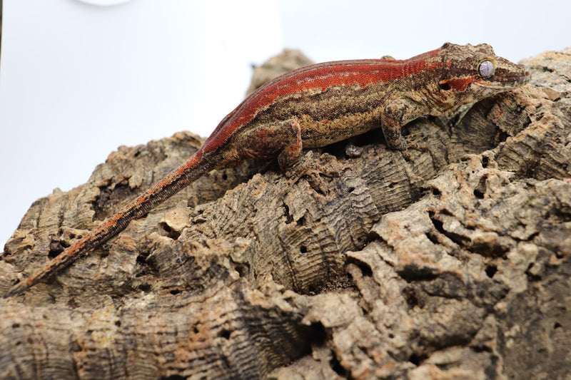 Gargoyle Gecko - GF6-20