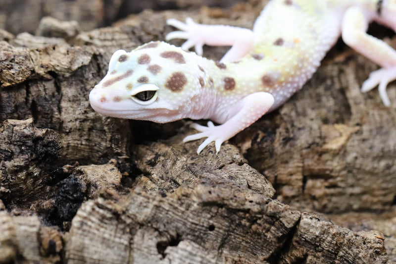 TUG Snow Leopard Gecko - Roberson Reptiles