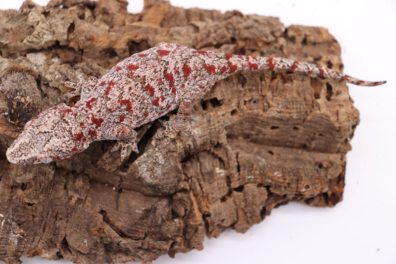 Reticulated Female Gargoyle Breeder 