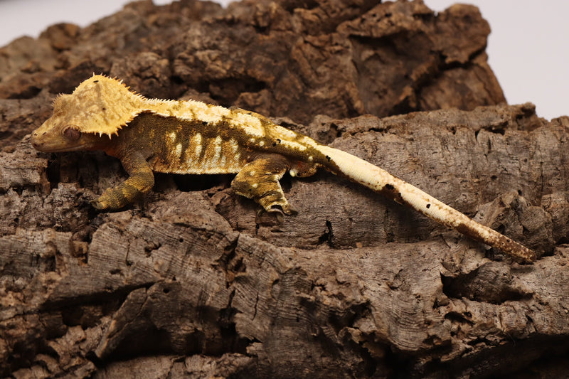 Crested Gecko - Tricolor Male