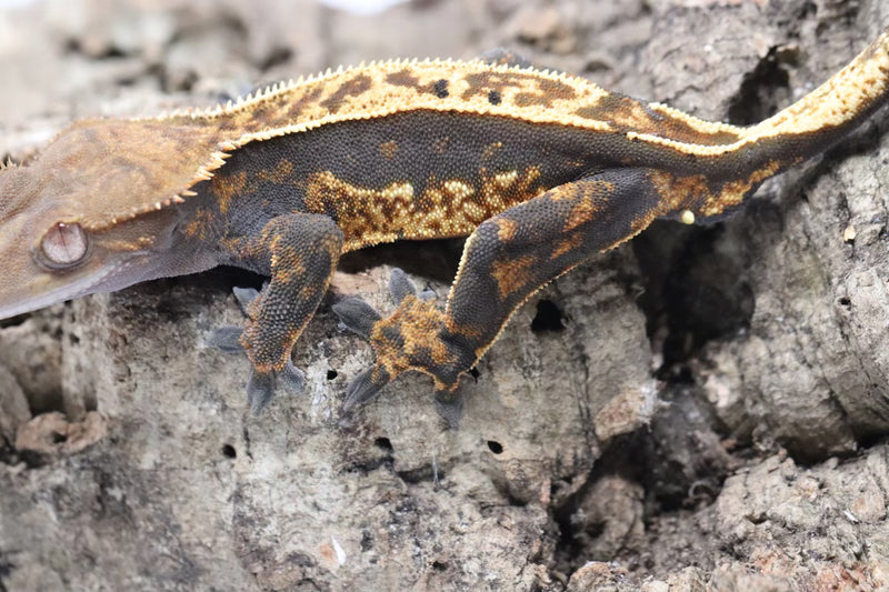 Crested Gecko - Male
