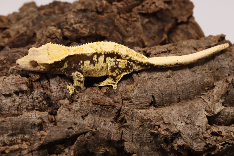 Crested Gecko - Tricolor Female