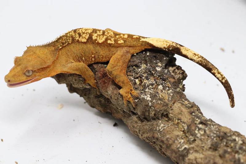 Crested Gecko - Female