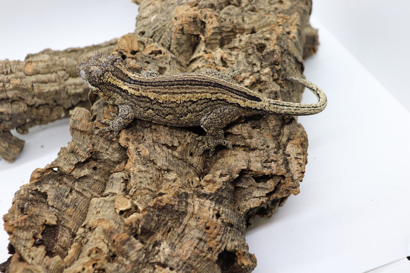 Gargoyle Gecko - GF9-20