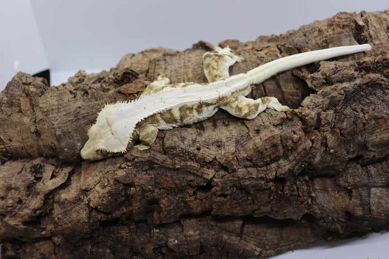 Crested Gecko - Lilly White Male