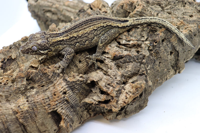 Gargoyle Gecko - GF9-20