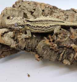 Gargoyle Gecko - GF14-20