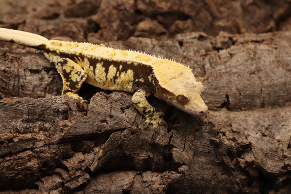 Crested Gecko - Tricolor Female - Roberson Reptiles