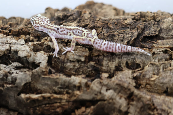 Black Night Mack Snow Leopard Gecko
