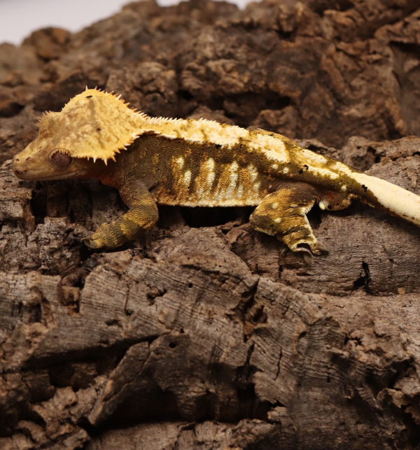Crested Gecko - Tricolor Male