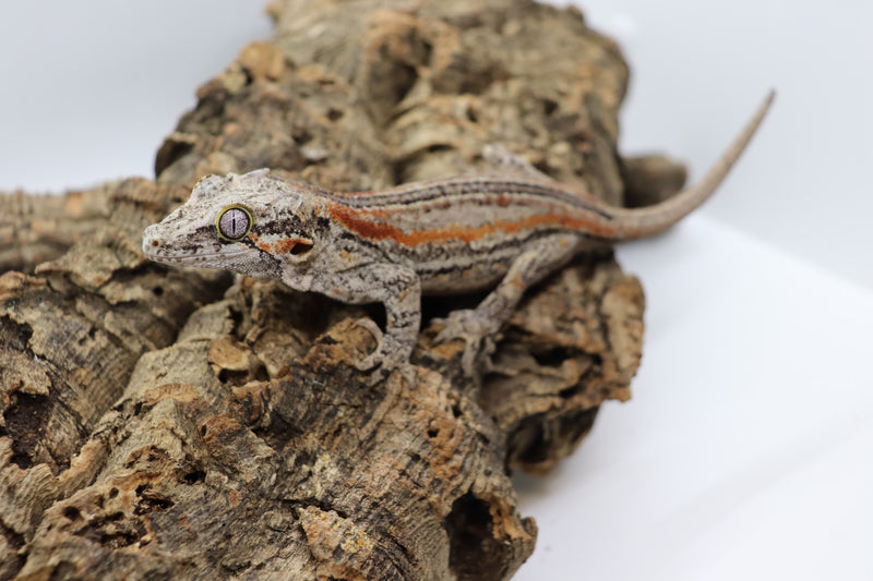 Gargoyle Gecko - GF4-20
