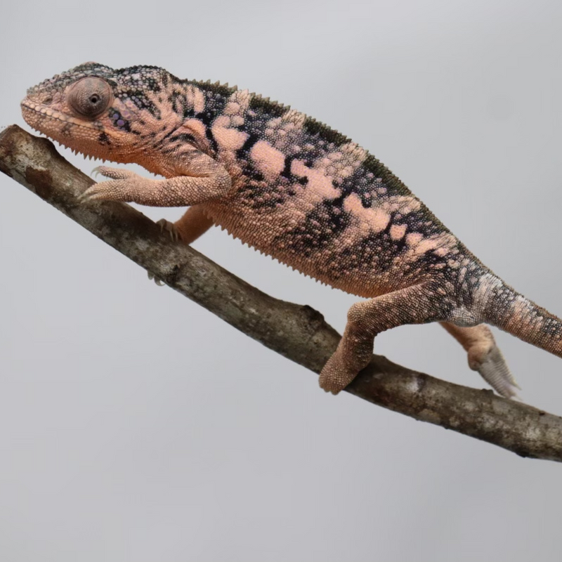 Chameleon multivitamin cheap