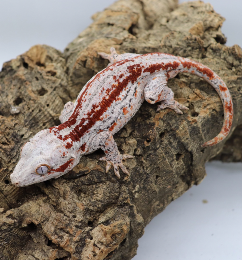 Gargoyle Gecko - GF3-20