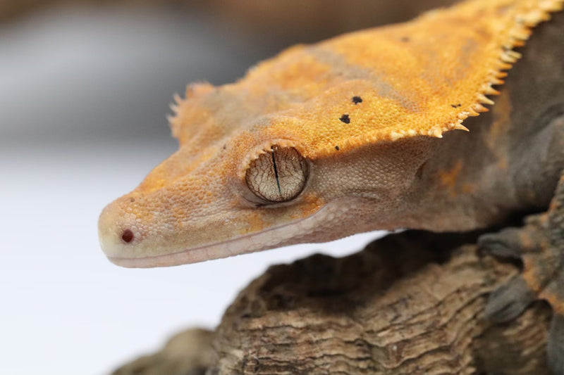 Crested Gecko - Female