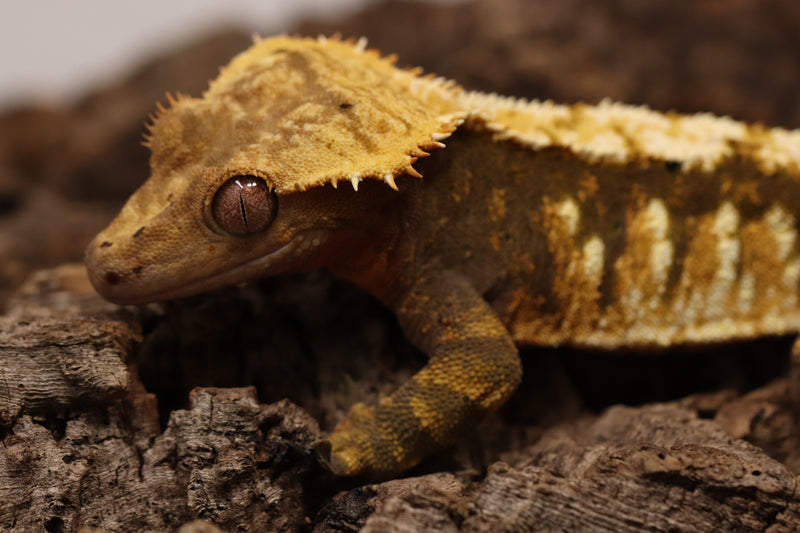 Crested Gecko - Tricolor Male