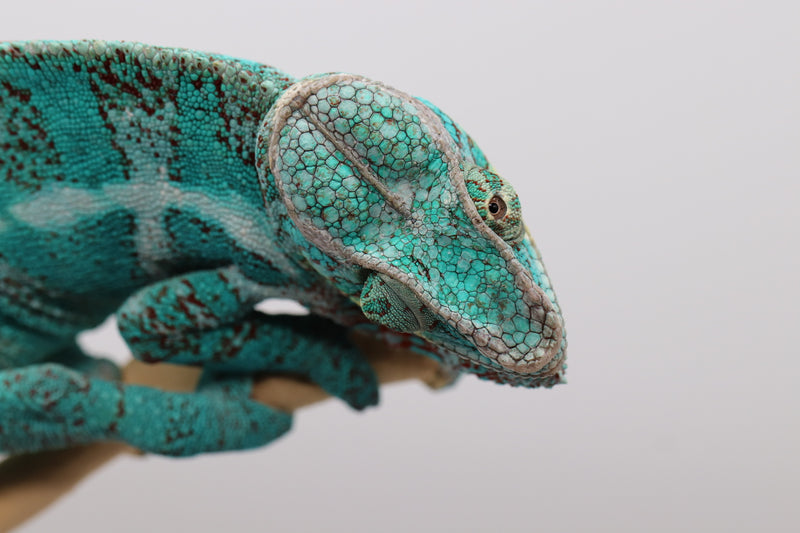 Pitbull - Nosy Faly Panther Chameleon - Roberson Reptiles